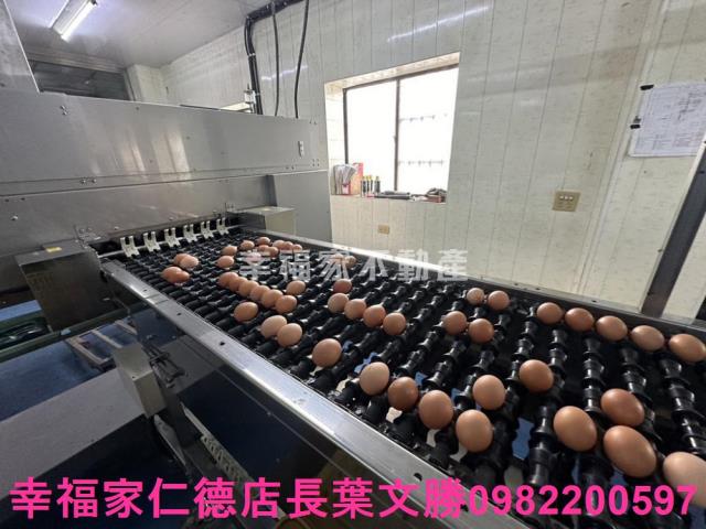鹽水畜牧場-7