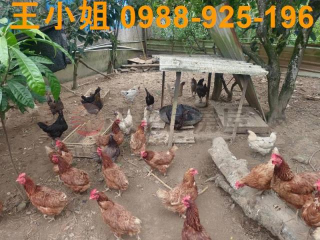 龍潭農舍-4