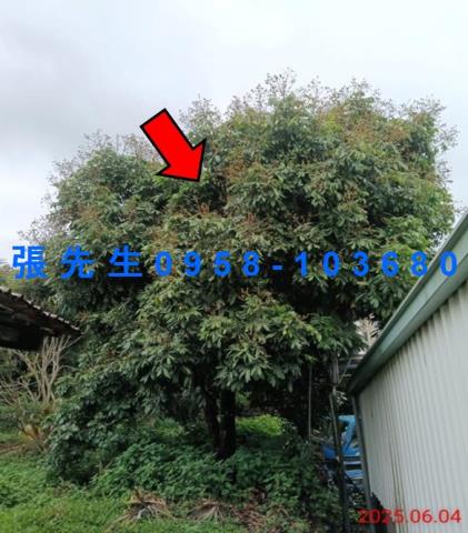 嘉義竹崎拍賣倉庫-5