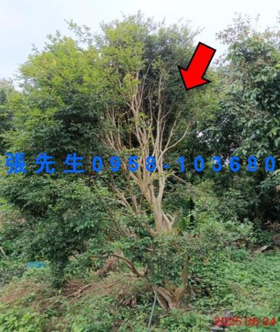 嘉義竹崎拍賣倉庫-6