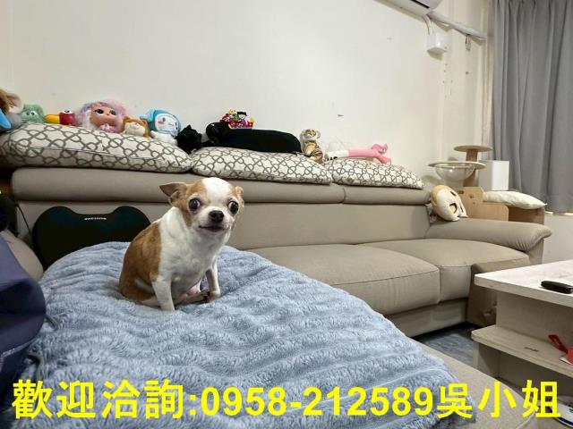 新豐透天-3