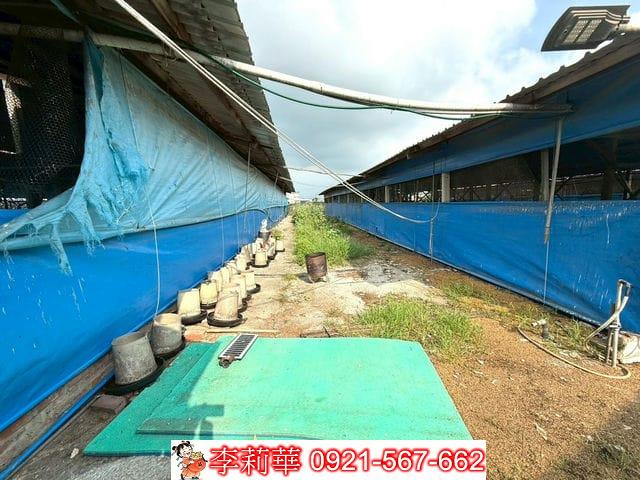 台南後壁畜牧場-7