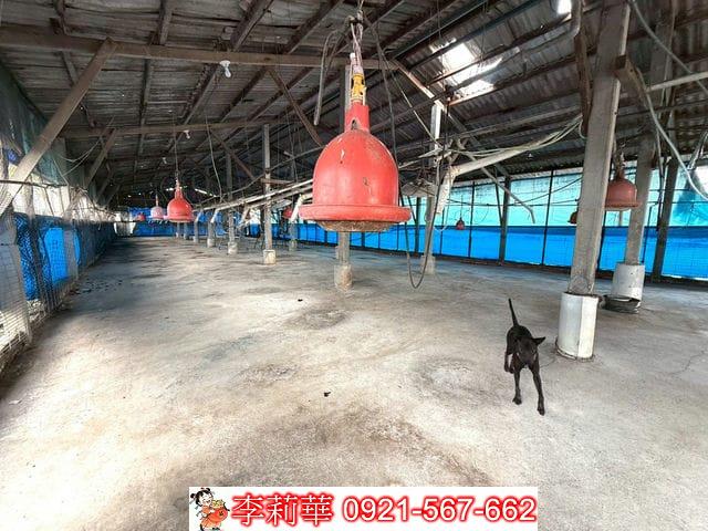 台南後壁畜牧場-8