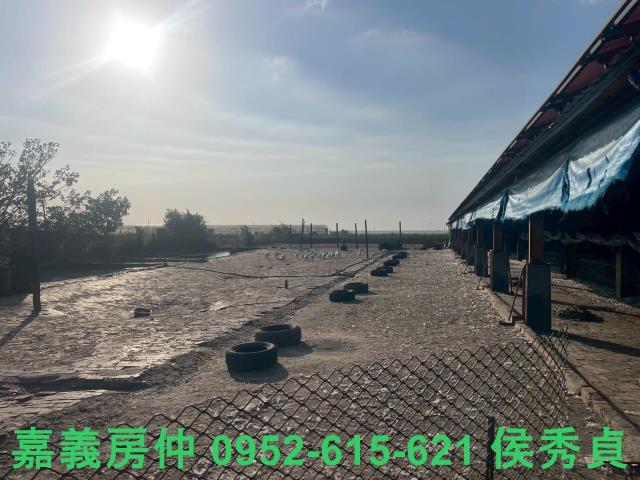 嘉義六腳牧場-7