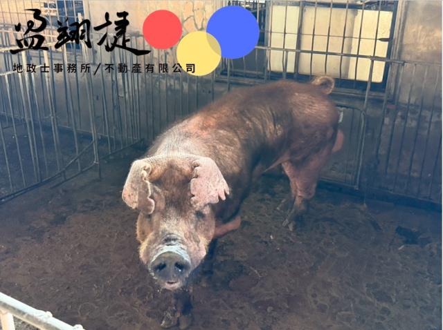 屏東麟洛豬舍-0
