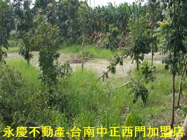 竹子門近白河陶坊世界著名樹種桃花心木農地