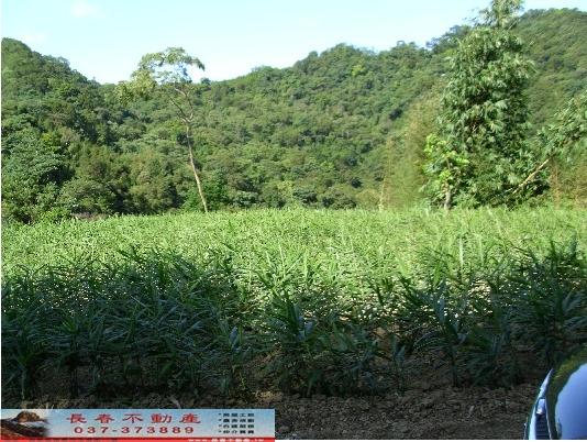 大湖農地-3