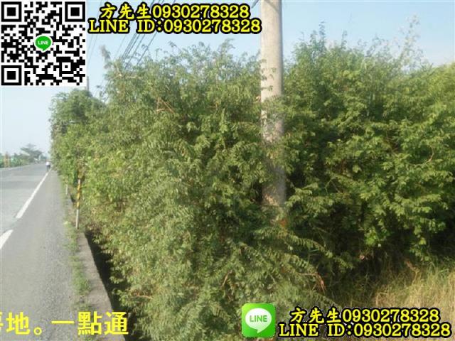 新埤農地-2