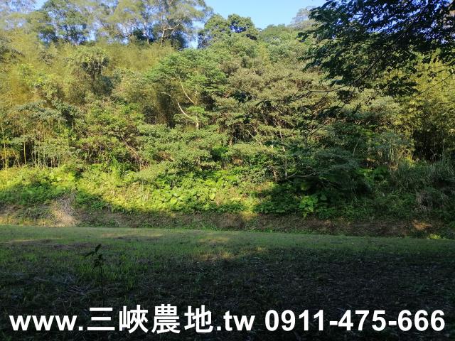 新北三峽農地-11