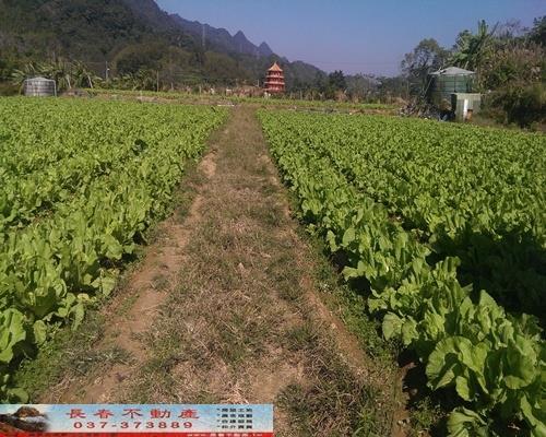獅潭農地-0