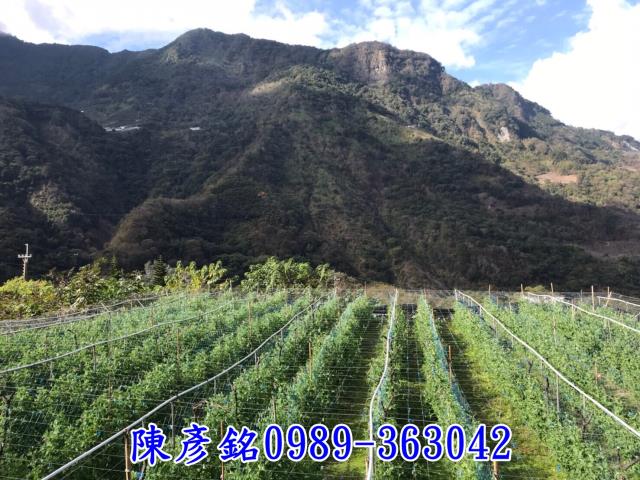 南投信義鄉休閒地-1