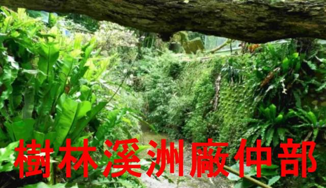 土城林地-0