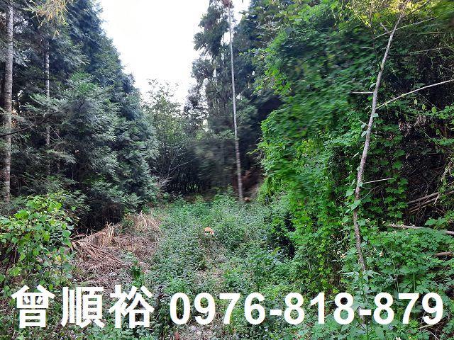 新竹關西農地-8