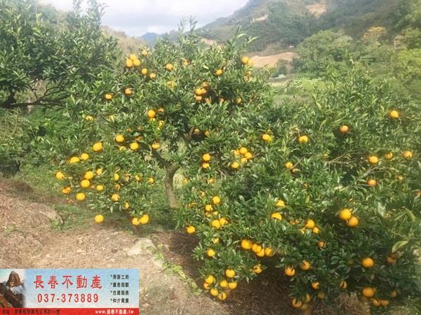 獅潭山坡地-0