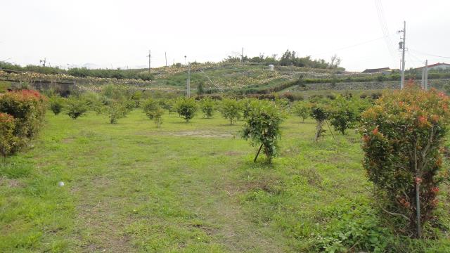 東勢農地-1