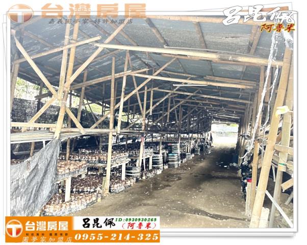 古坑農地-5