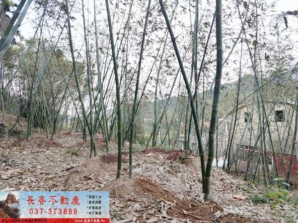 獅潭農地-2
