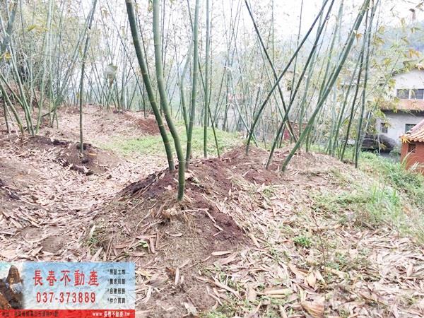 獅潭農地-3