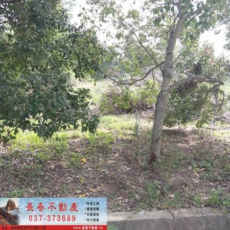 造橋山坡地-1