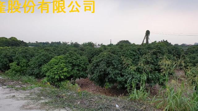 高雄農地-1