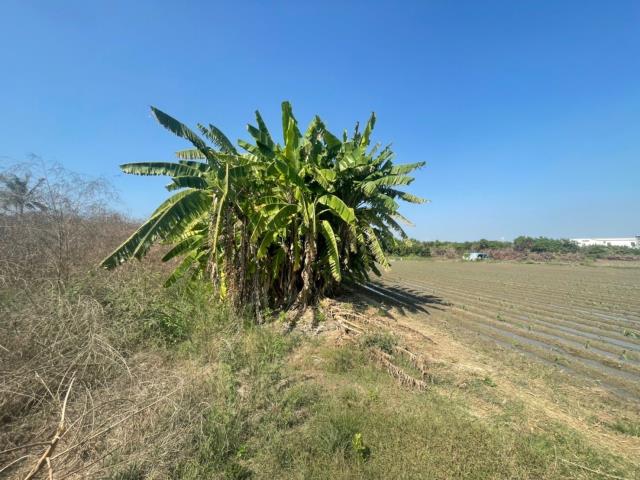 台南安南農地-0