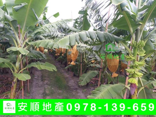 台東台東市農地-3