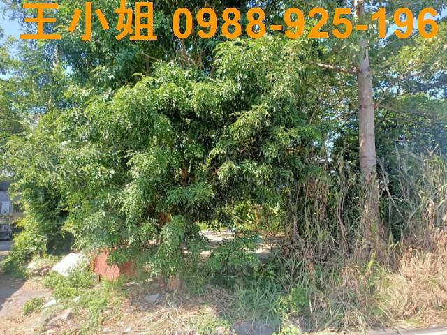 桃園區農地-5