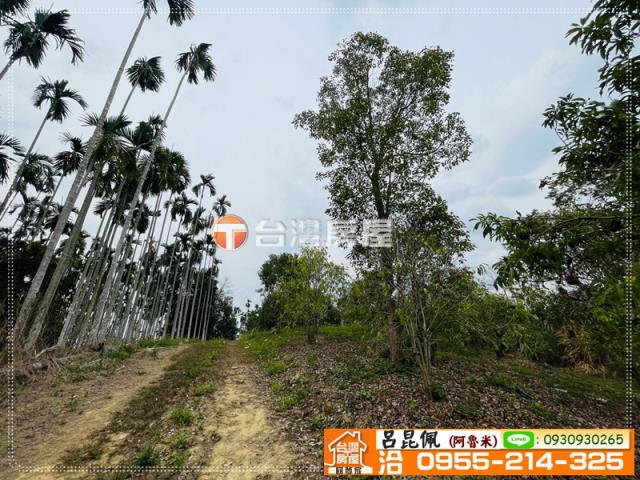 中埔農地-5