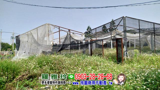 桃園農地-6