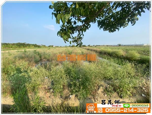 鹽水農地-1