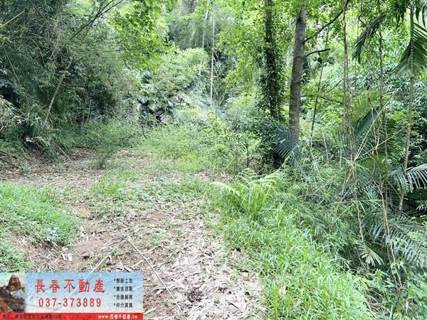 苗栗公館林地-9