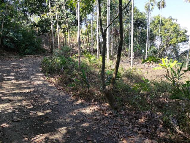 台中太平山坡地-4