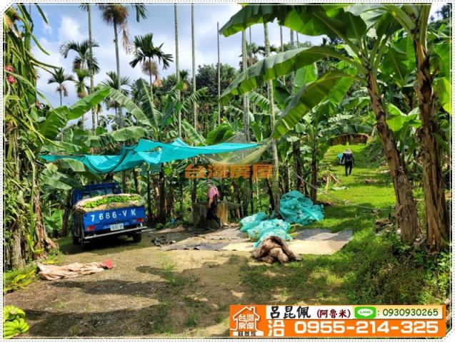 中埔農地-3