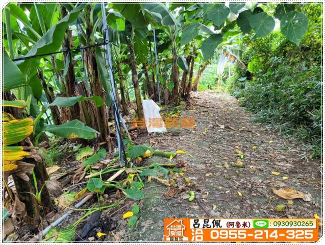 中埔農地-6