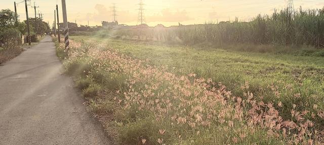 善化溪美段農地推動牛墟市集賺種電