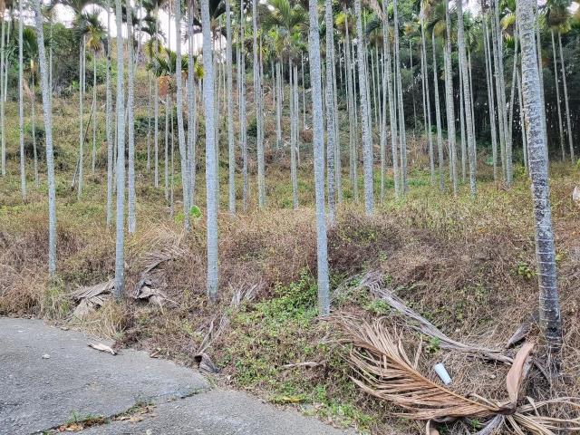 台中東勢農地-2