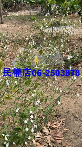 永康農地-5
