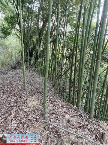 大湖林地-3