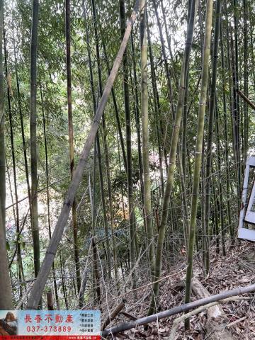 大湖林地-4