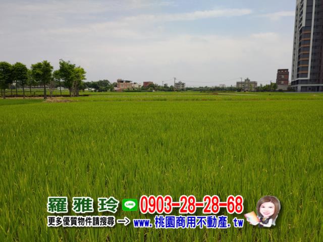 桃園中壢農地-4