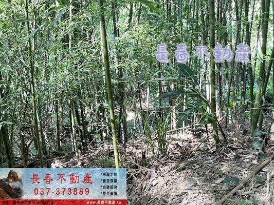 獅潭林地-1