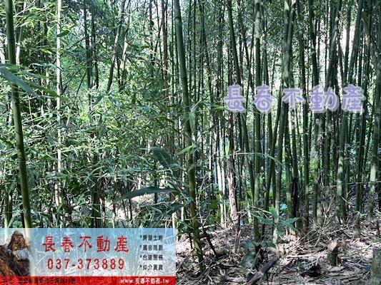 獅潭林地-2