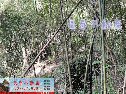 獅潭林地-4