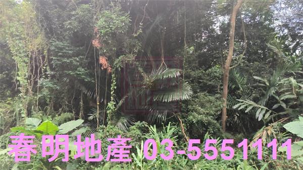 新竹竹東林地-5