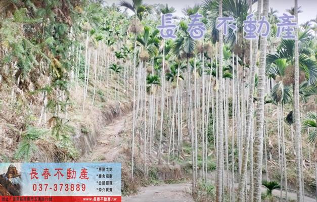 苗栗卓蘭林地-7