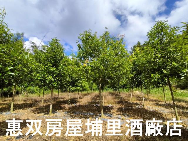 埔里農地-4