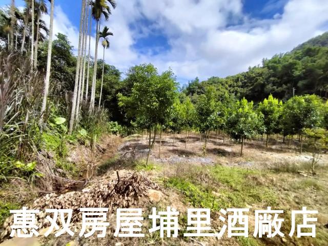 埔里農地-8