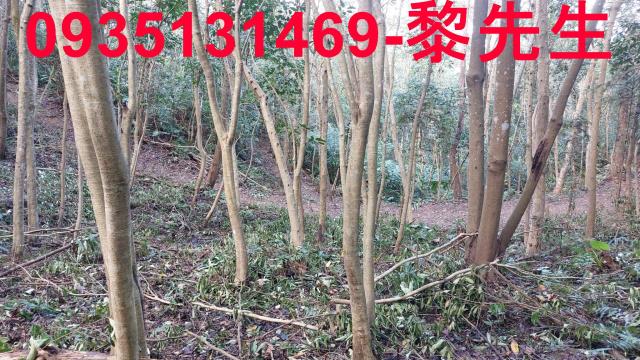 苗栗三灣農地-13