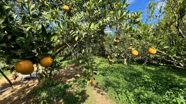 新竹峨眉農地-12