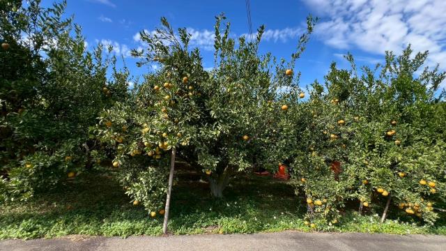 新竹峨眉農地-1